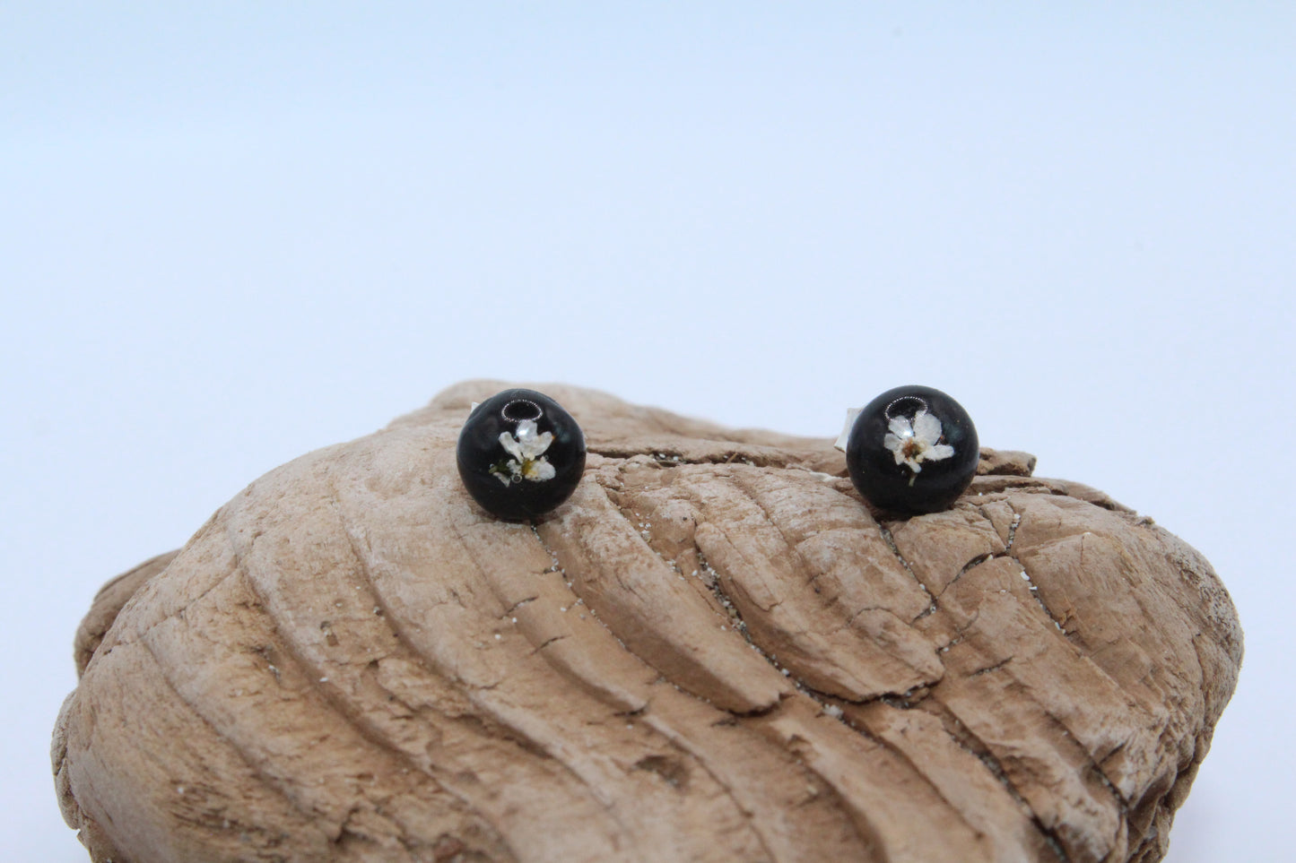 Black stud earrings with Natural Queen Anne's Lace Flowers