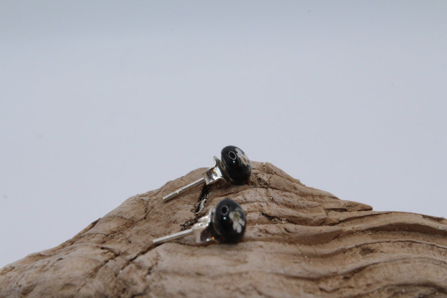 Black stud earrings with Natural Queen Anne's Lace Flowers